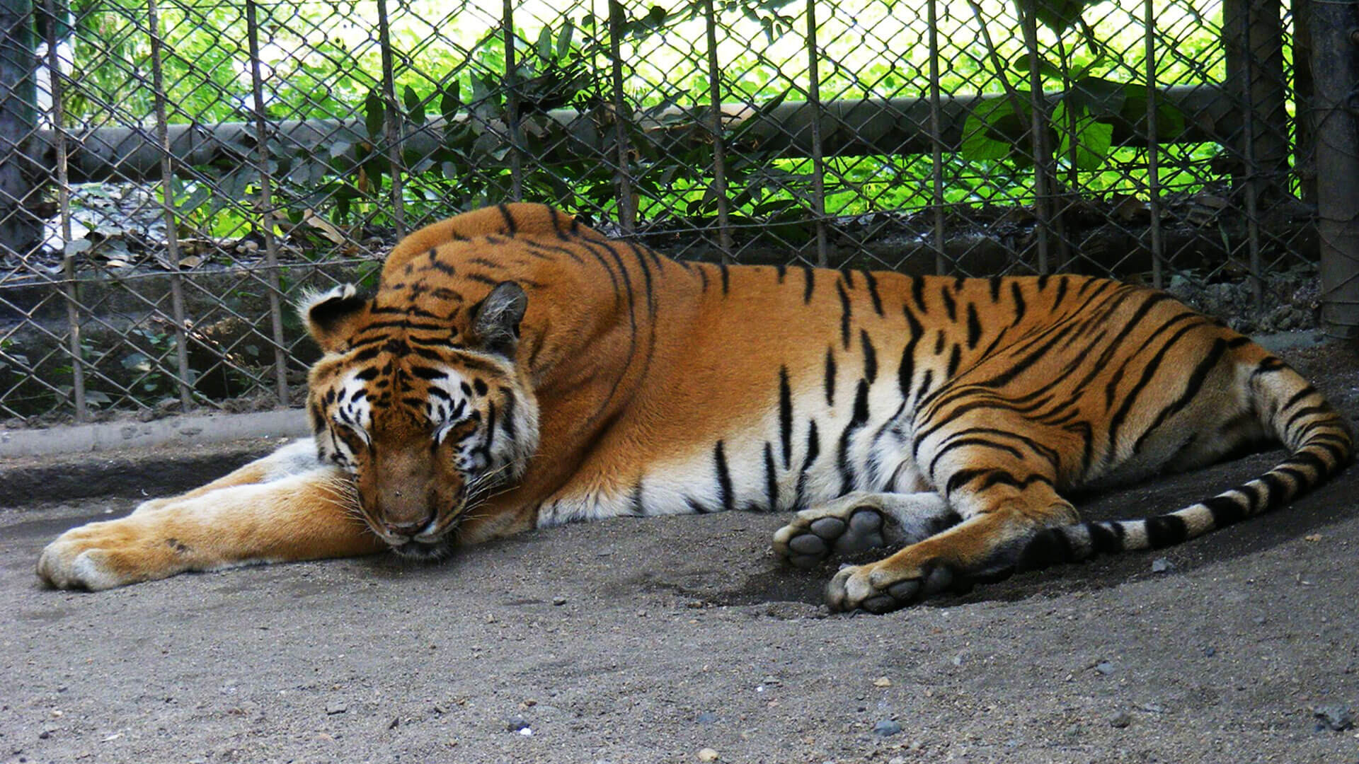 Tata Steel Zoological Park - Tickets, Location, Timings, Photos | Adotrip