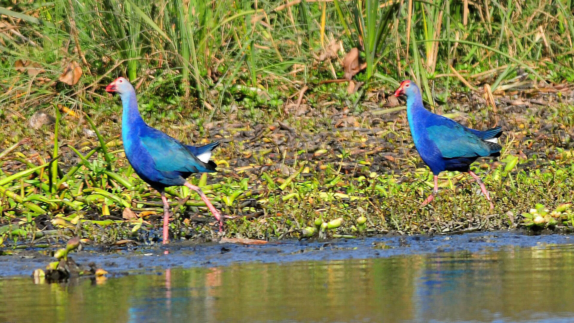 Okhla Bird Sanctuary - History, Location, Details, Ticket Price ...