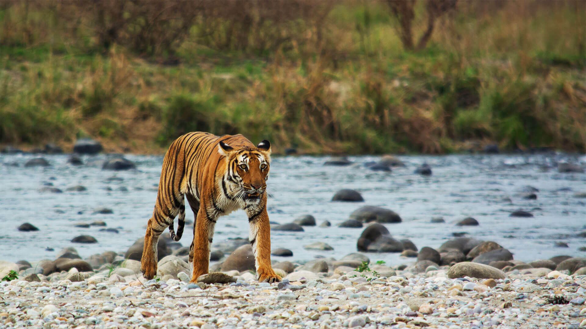 Jim Corbett National Park | Uttarakhand Tourism | Adotrip