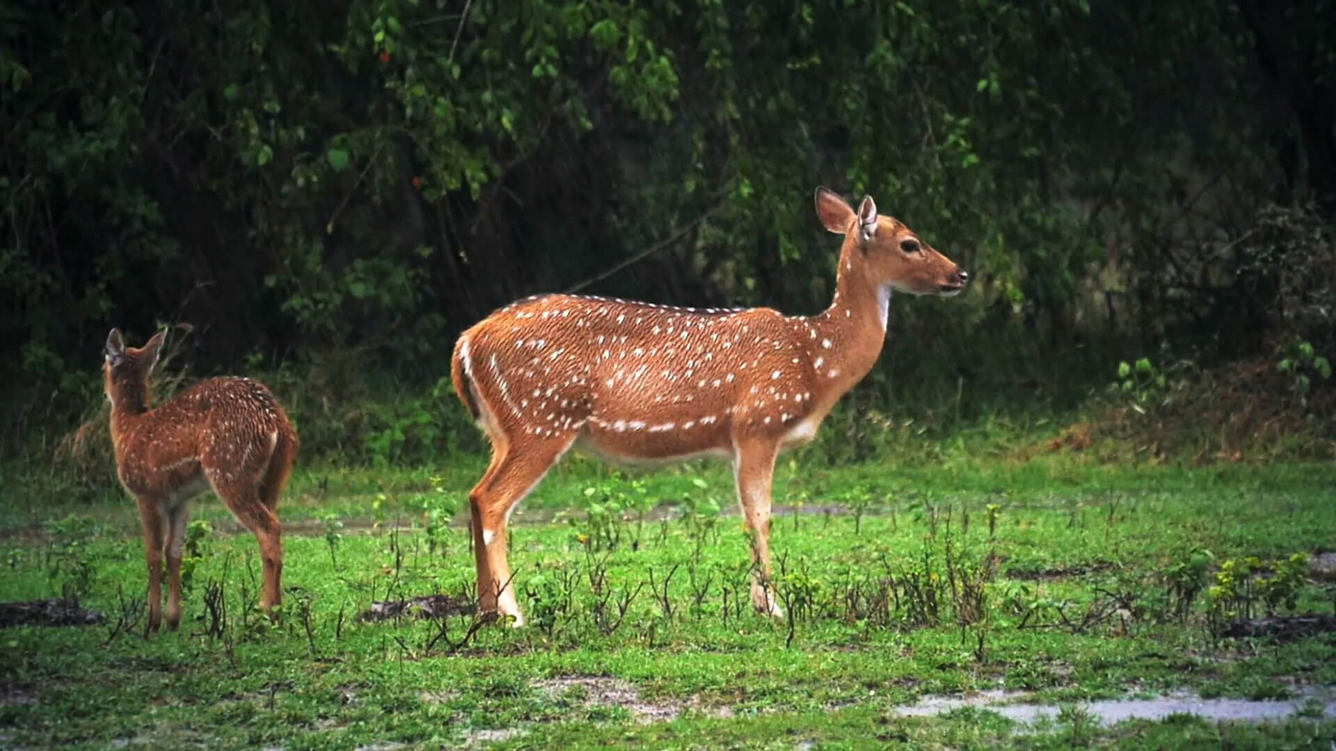 Nagarjunsagar Wildlife Sanctury - History, Location, Details, Ticket ...