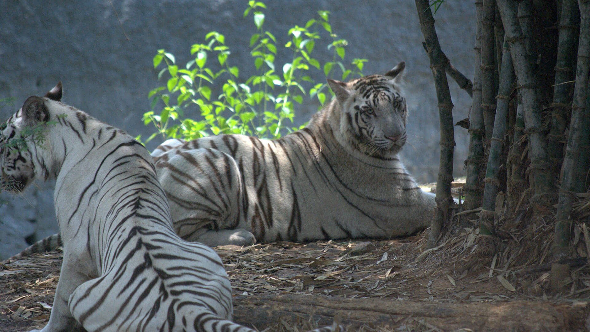 Arignar Anna Zoological Park - Tickets, Location, Timings, Photos | Adotrip