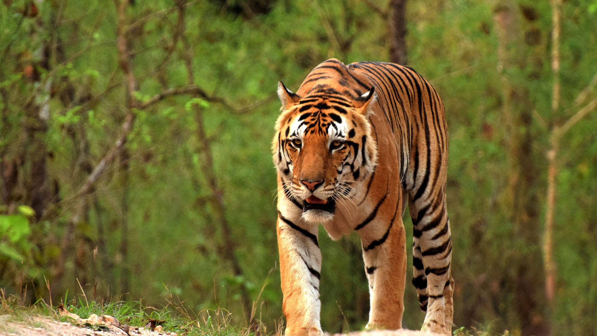 Kanha Tiger Reserve - History, Sightseeing, Things to Do, How to Reach ...