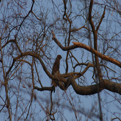 Nagarjunsagar Wildlife Sanctury - History, Location, Details, Ticket ...