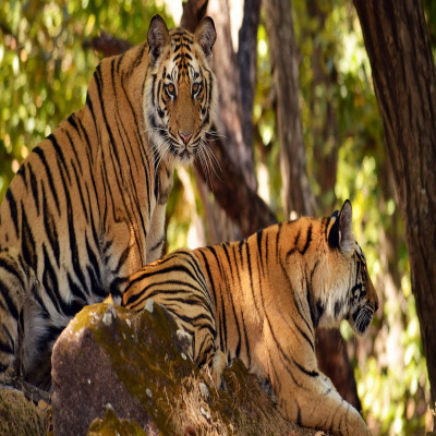 Nagarjunsagar Wildlife Sanctury - History, Location, Details, Ticket ...