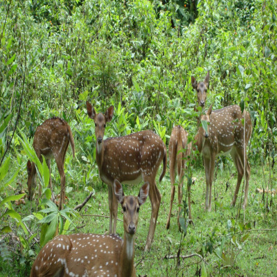 Nagarjunsagar Wildlife Sanctury - History, Location, Details, Ticket ...