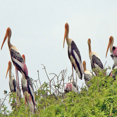 Harike Wetland And Bird Sanctuary - History, Location, Details, Ticket ...