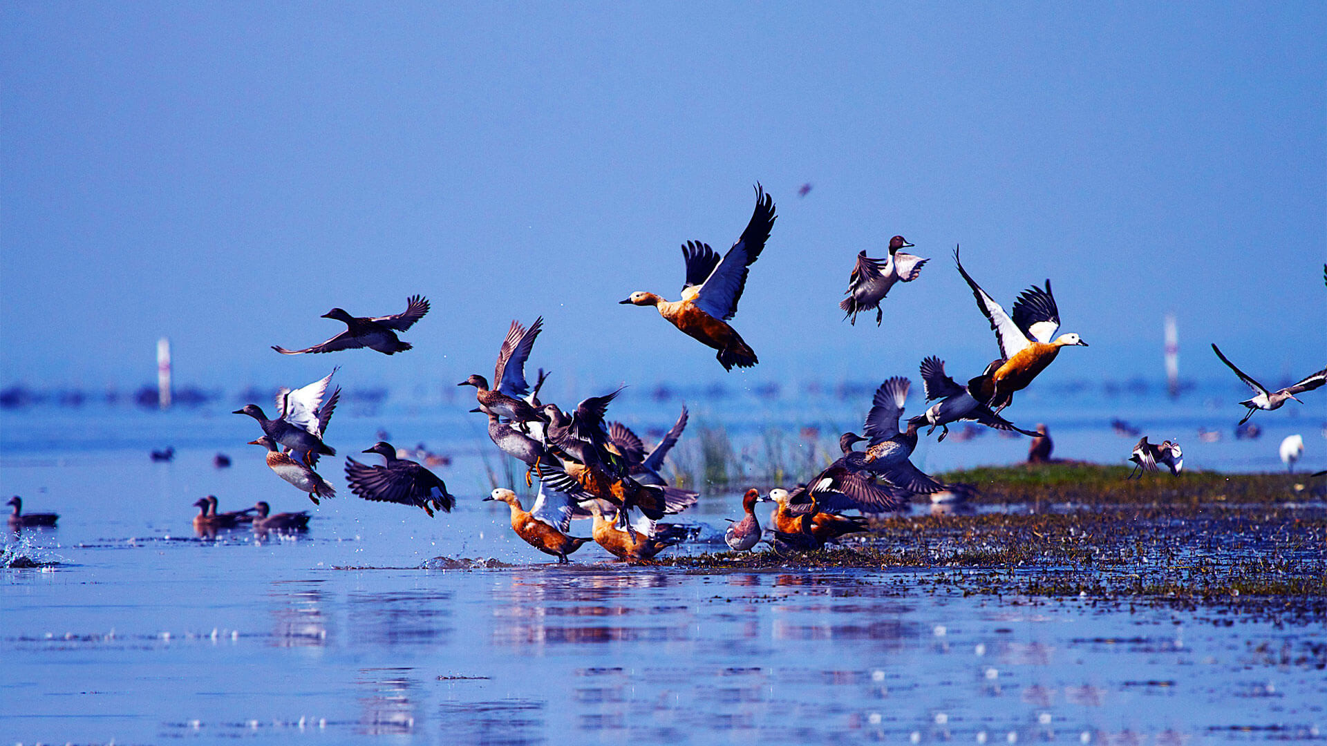 Chilika_Wildlife_Sanctuary_Attractions