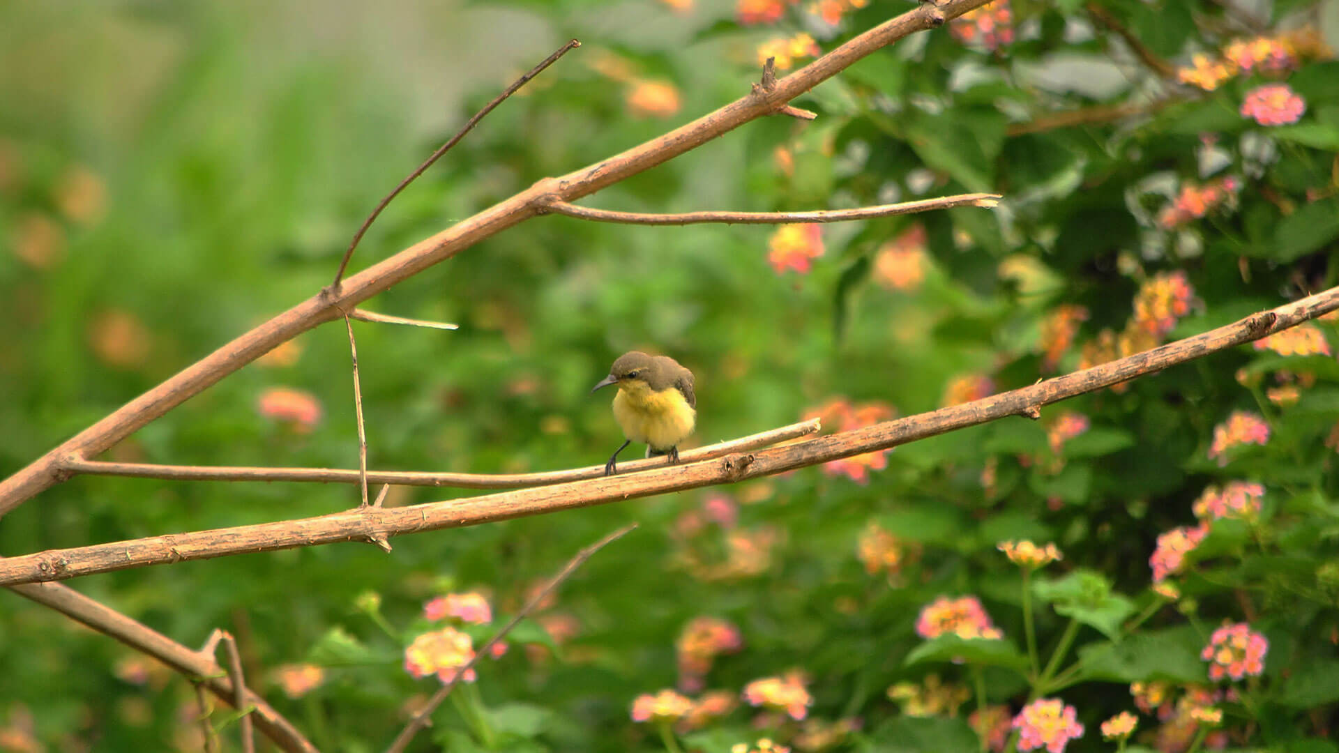 Okhla_Bird_Sanctuary_Package_Tour