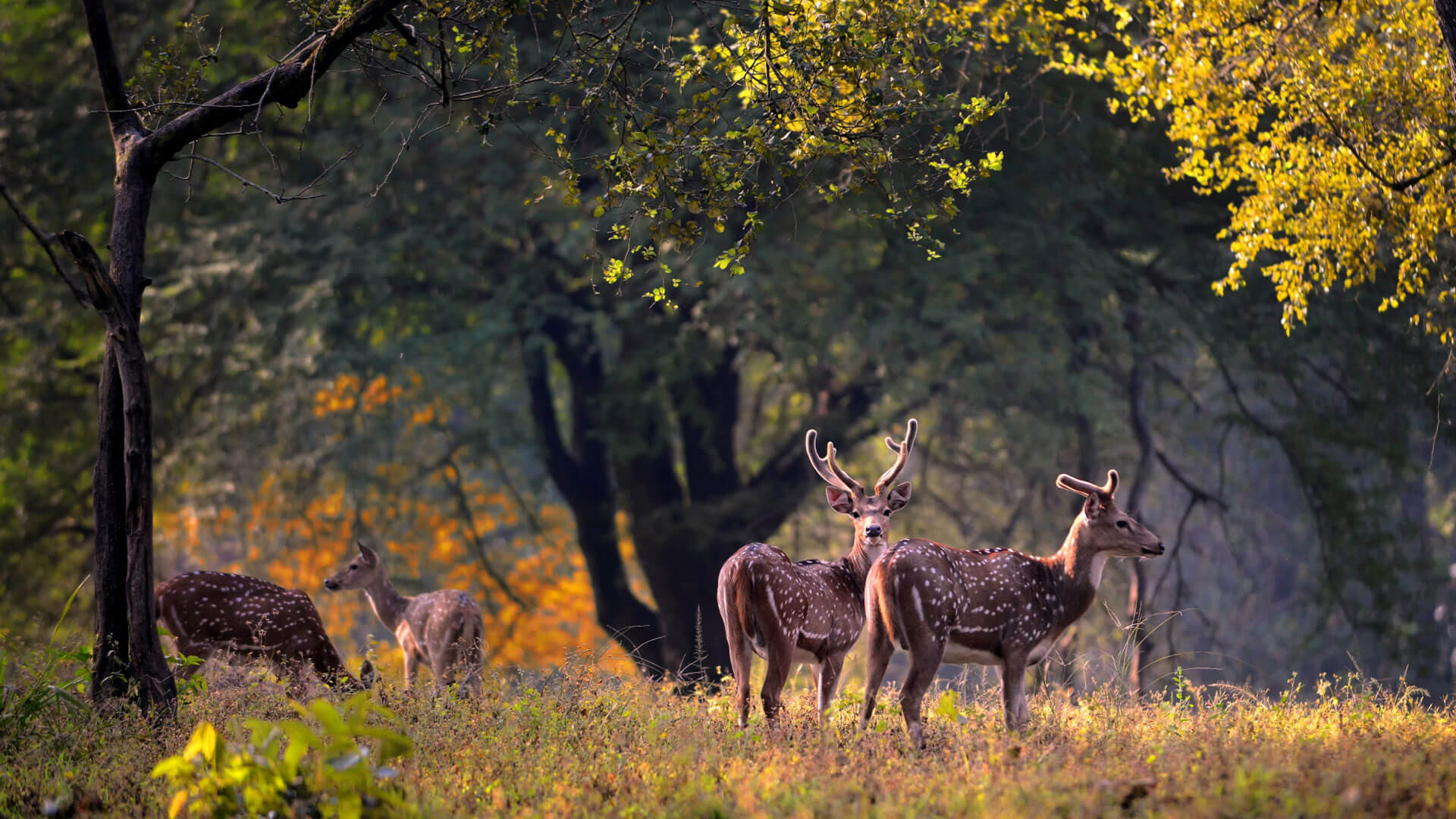 Kanha_Tiger_Reserve_Attractions