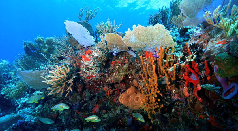 El Cabezo Reef | Colorful Coral Gardens