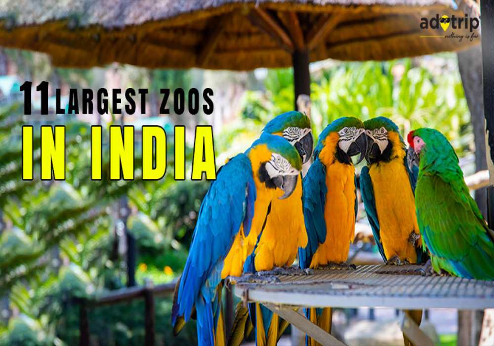 top-11-largest-zoos-in-india-you-must-visit-2021-adotrip