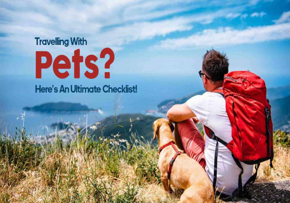 tips_for_traveling_with_pets