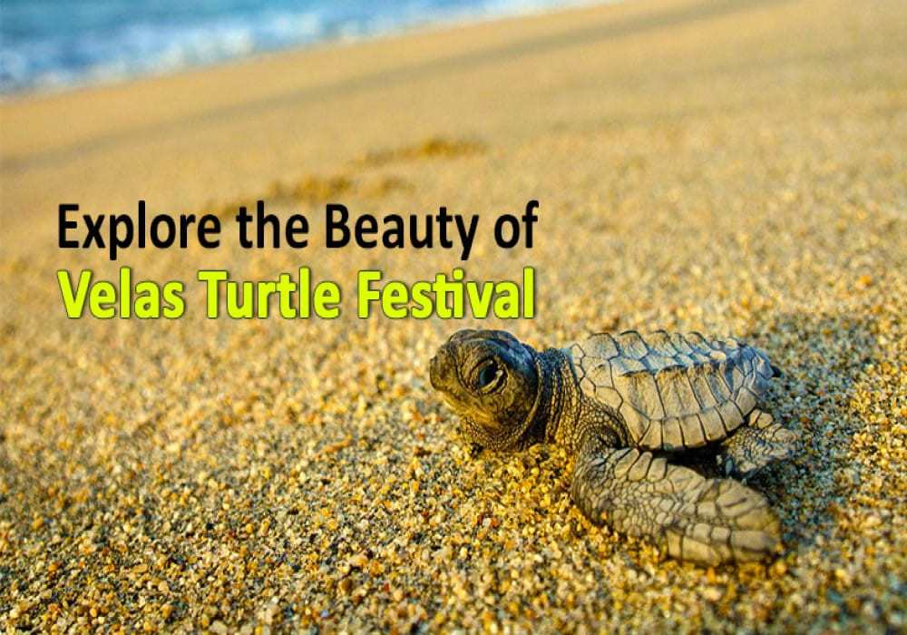 velas Turtle Festival