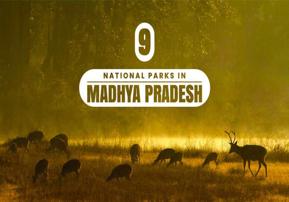 national parks in madhya pradesh