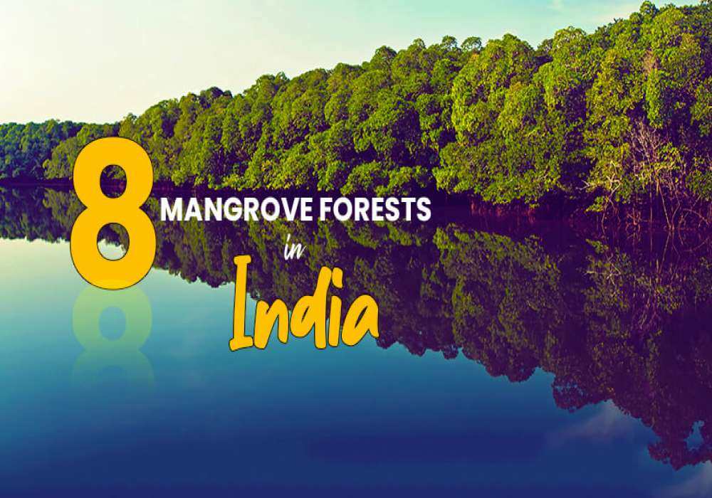 mangrove forests in india