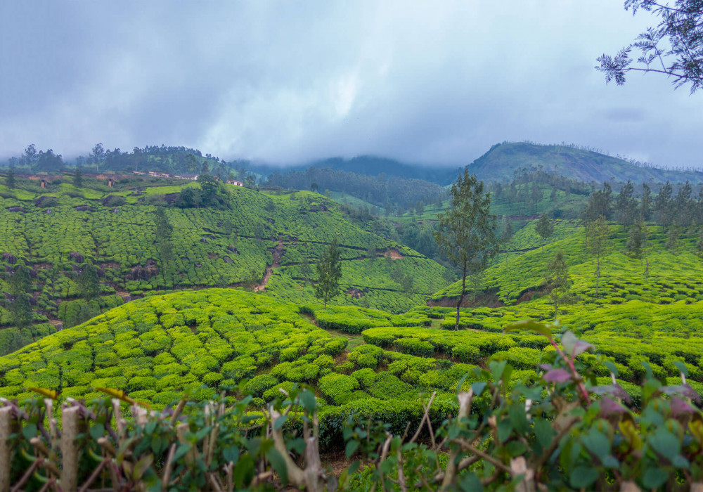 Munnar : History, Sightseeing, How To Reach & Best Time To Visit | Adotrip