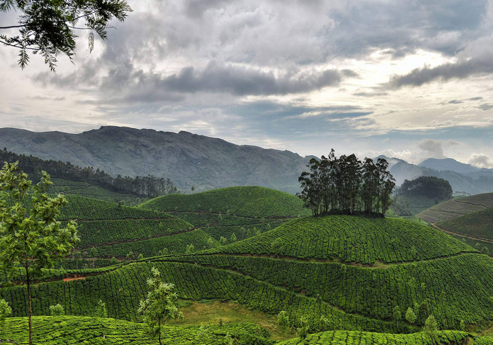 Munnar : History, Sightseeing, How To Reach & Best Time To Visit | Adotrip