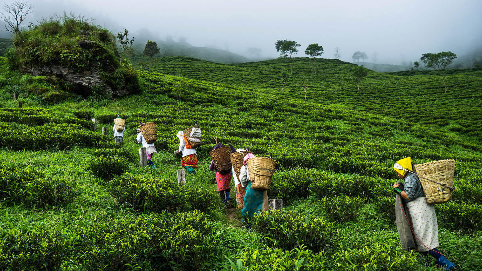 Assam_Tea_Festival_Places_to_See