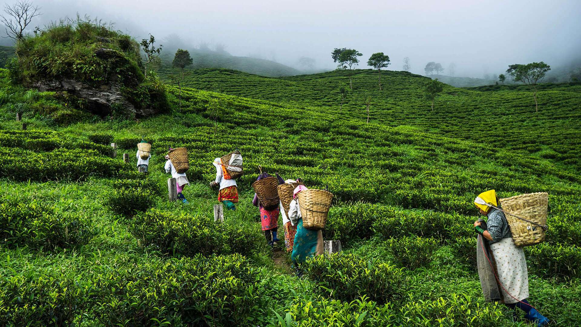 Assam Tea Festival 2023 - Dates, History, Major Attractions | Adotrip