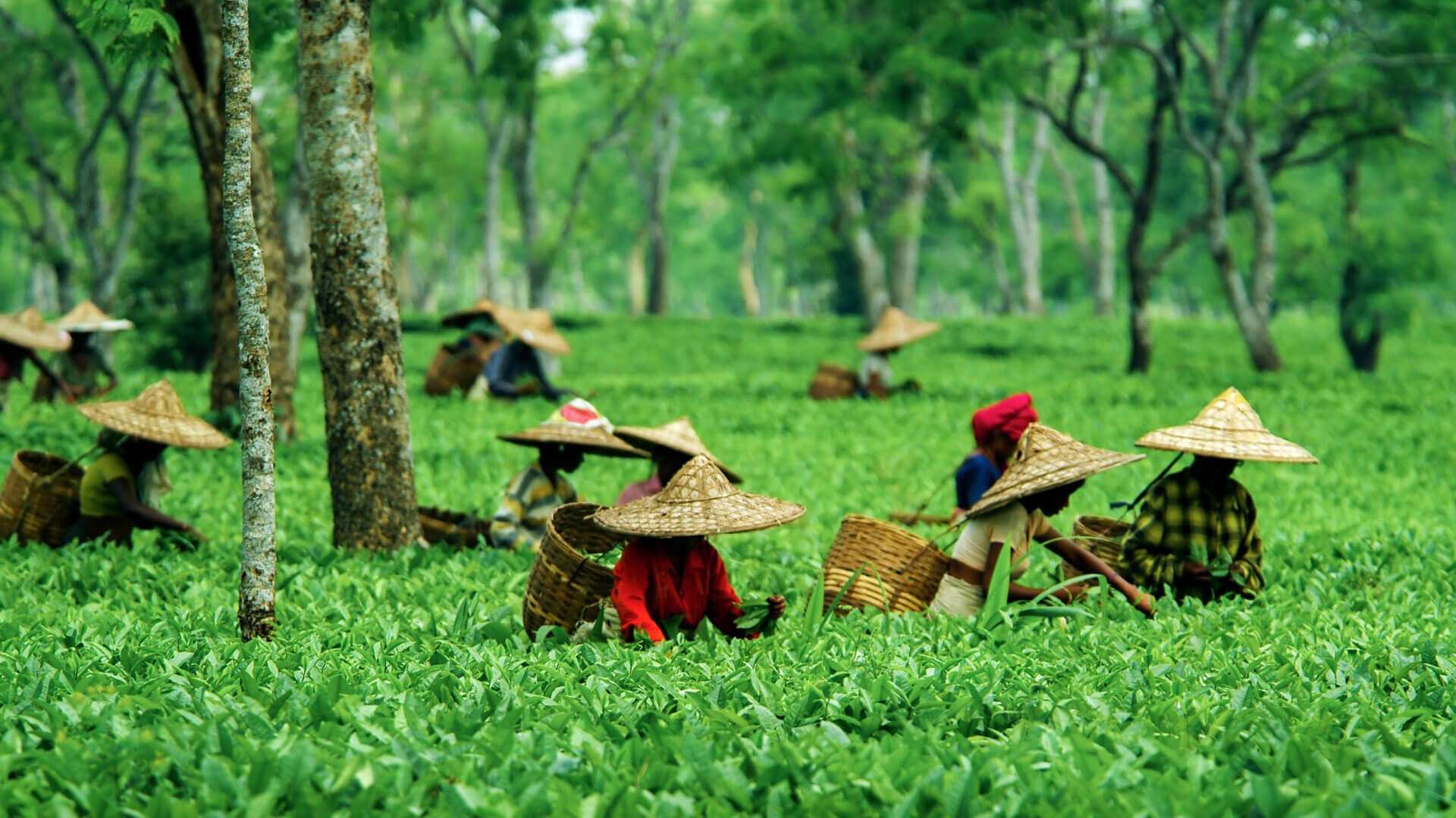 Assam Tea Festival 2023 - Dates, History, Major Attractions | Adotrip