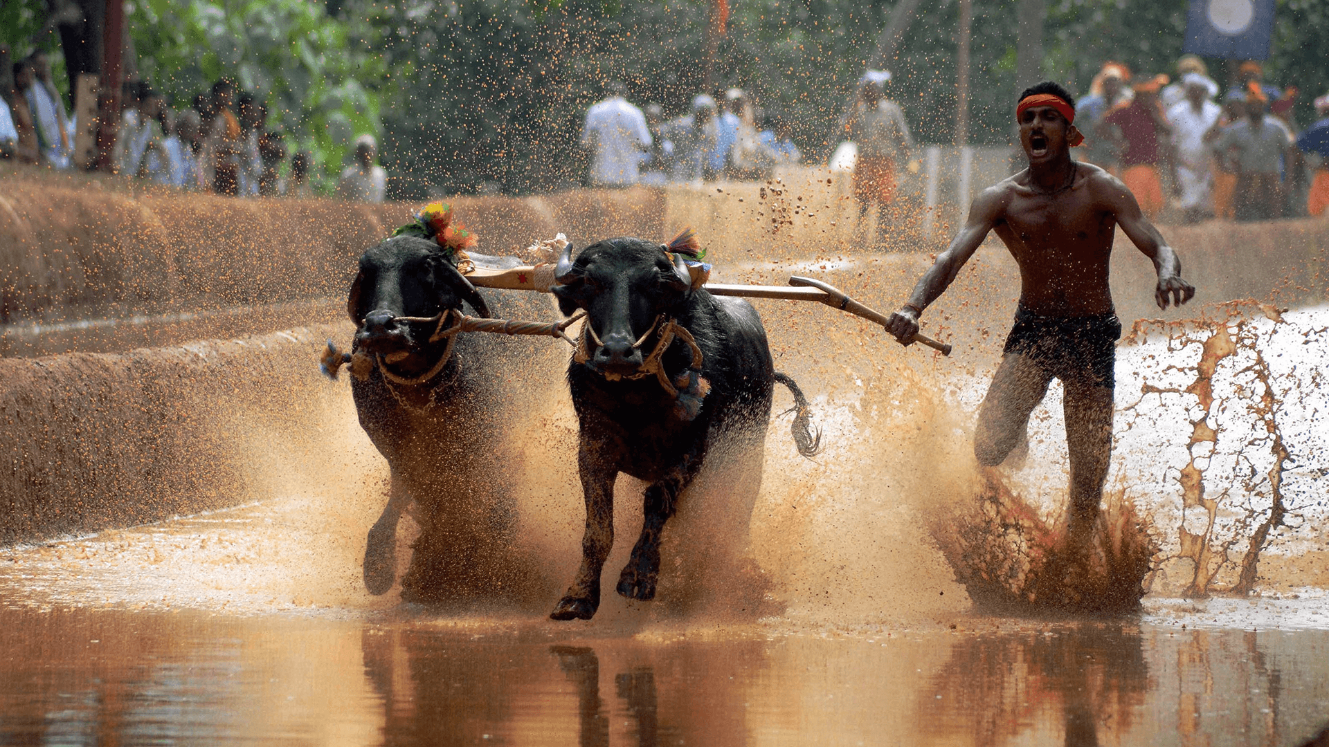 Kambala Festival 2025: Witness the Thrill of Traditional Buffalo Racing