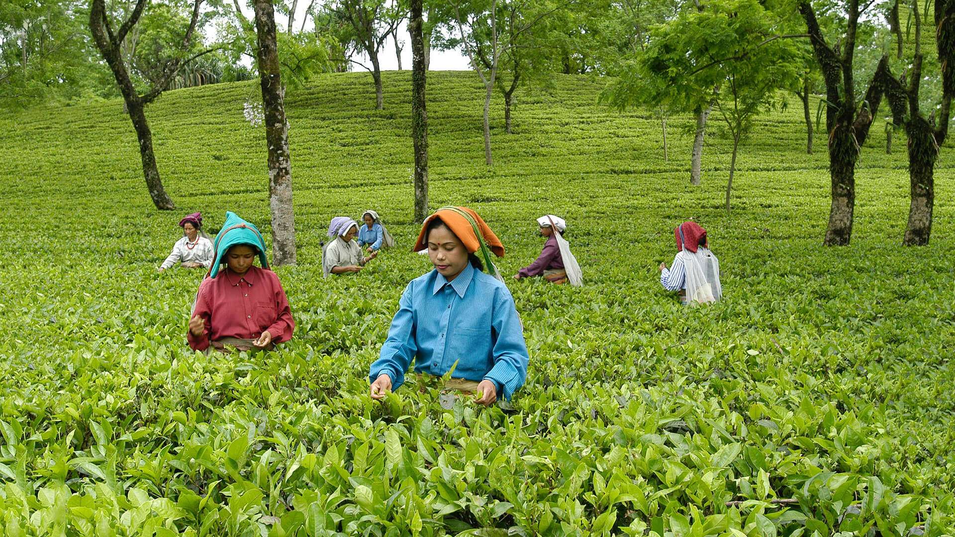 Garden tea