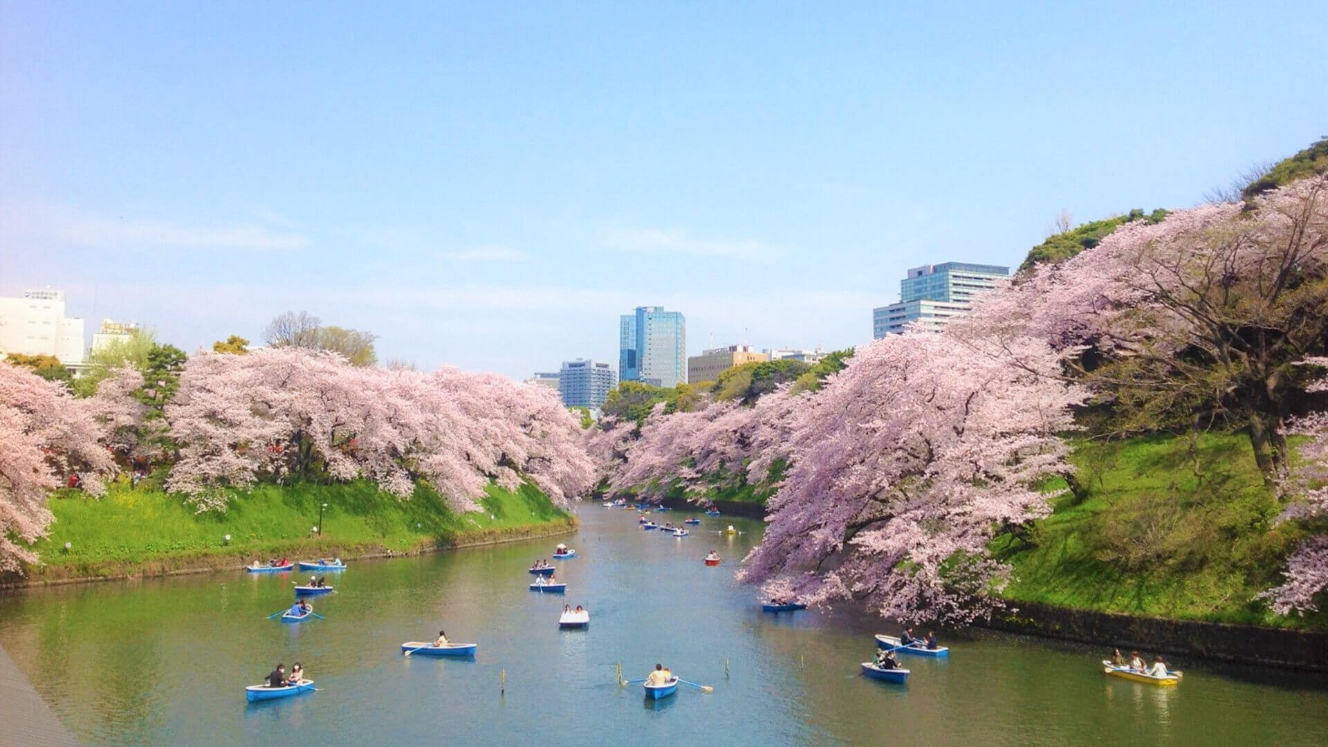 Shillong Cherry Blossom Festival 2023 - ቀን፣ ታሪክ፣ ዋና ዋና መስህቦች | አዶትሪፕ