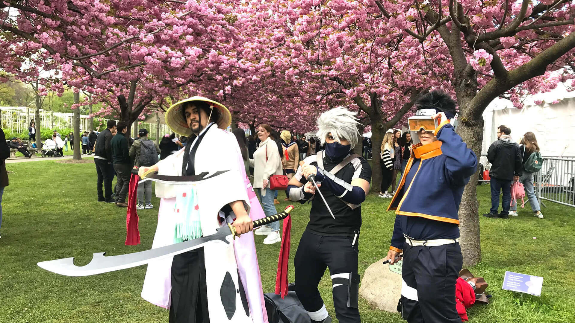 Cupertino cherry blossom festival 2023