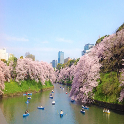 Cherry Blossom Festival In Shillong