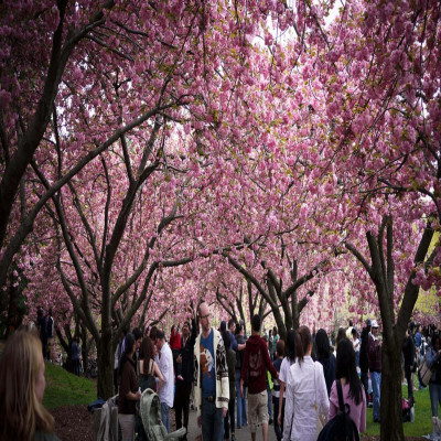 Cherry Blossom Festival in Shillong