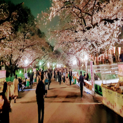 Cherry Blossom Festival in Shillong