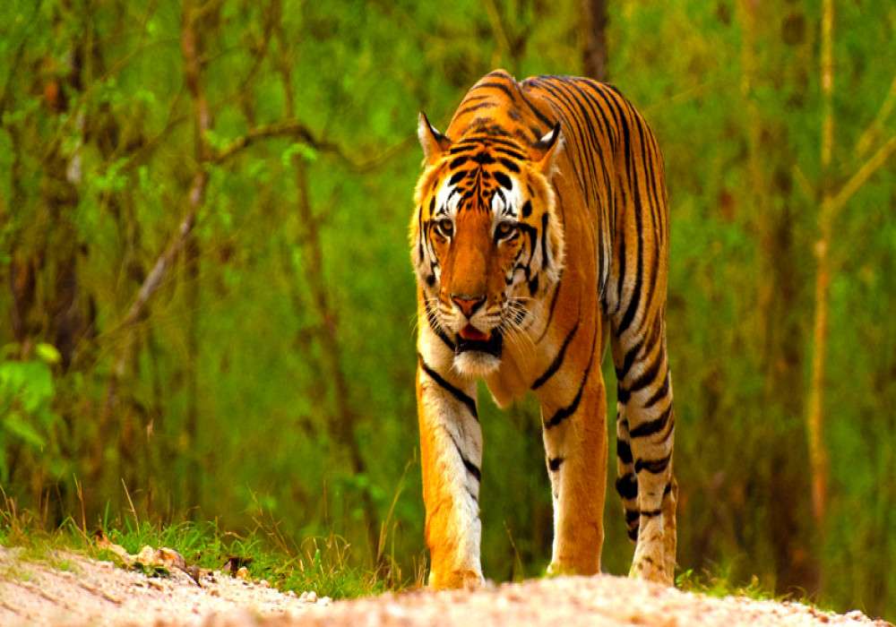 Amid COVID Madhya Pradeshs Kanha National Park Reopens For Tourists