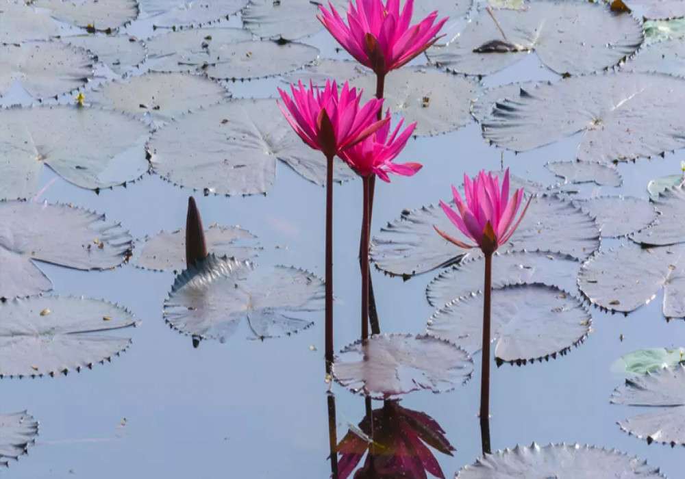 Kerala All Set For Virtual Pink Water Lilies Festival